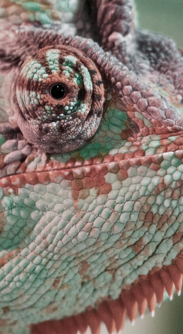 2020-yil tendentsiyalari -