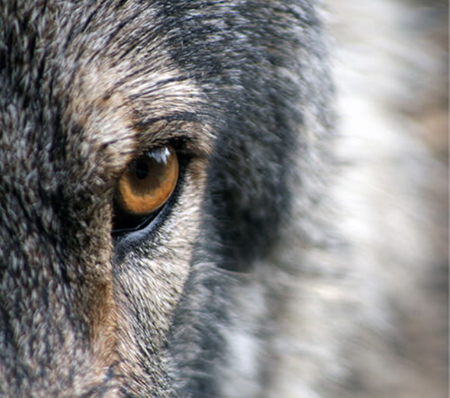 2020-yil tendentsiyalari -