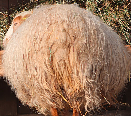 2021-yil tendensiyalari -